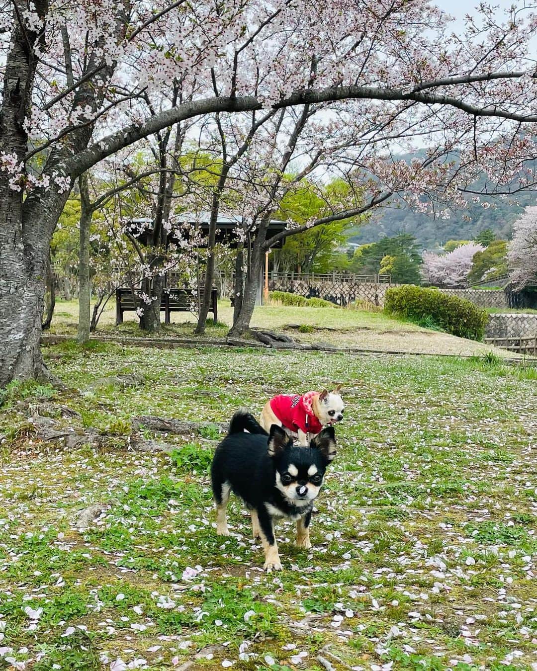 のインスタグラム：「今日のお散歩〜🐶🐾🌸﻿ ﻿ #桜の木の下で﻿ #朝のお散歩﻿ #そろそろ #葉桜 #ご機嫌﻿ #マイケル﻿ #レノン﻿ #chiwawa #日曜日の朝」