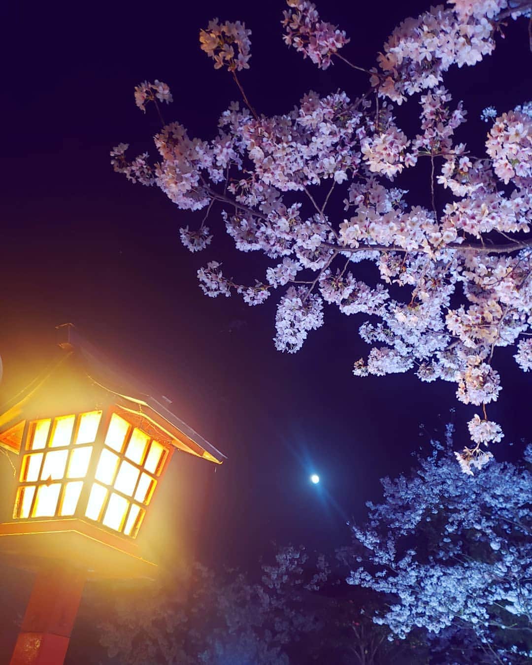 服部ひで子のインスタグラム：「夜でも 楽しませてくれる 桜よ、ありがとう～(*^^*)🌸🌛」