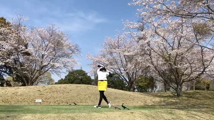近藤祥子のインスタグラム：「🌸 桜をバックに気持ちいいゴルフができました☺️ . いっちゃいけない方にボールは飛んでいったけど、 ちゃんとボールあったし、 スコアは全然良くなかったけど、 お天気最高で桜も綺麗だったから万事おっけい🙆🏻‍♀️✨ . . #ニュー南総ゴルフ倶楽部 #ゴルフ #ゴルフ女子 #桜 #🌸 #golf #golfswing #golfstagram #golfgirl #golflife #sakura #cherryblossom #golfer #girlsgolf #japanesegirl」
