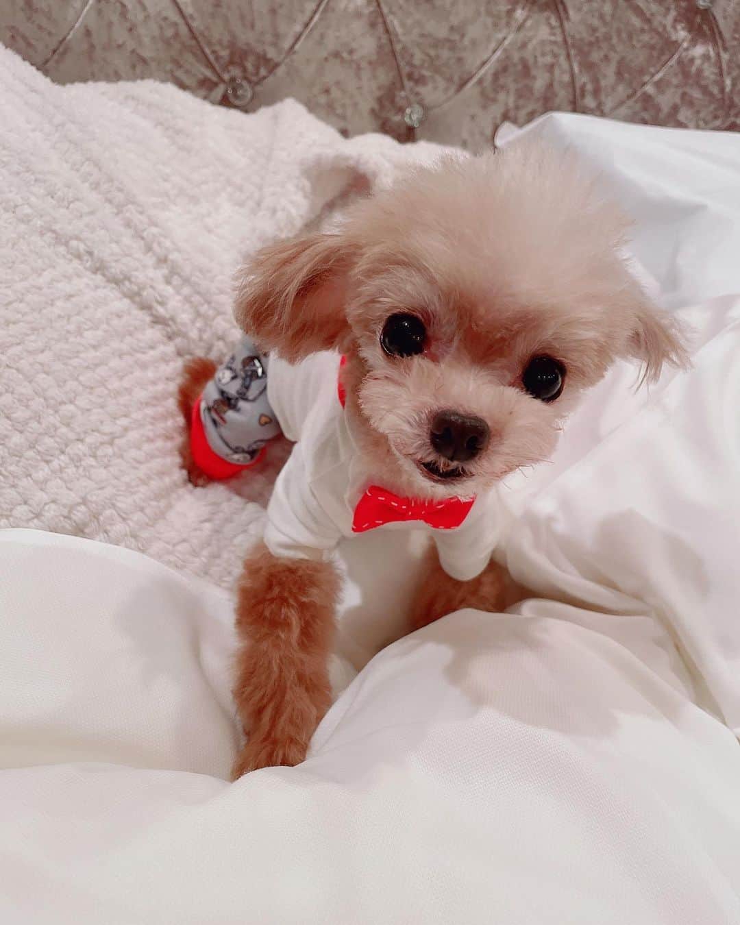 明日花キララのインスタグラム：「彼氏、蝶ネクタイが良く似合う🎀」