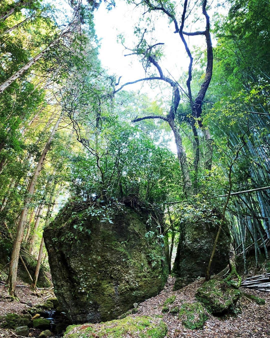 あゆみさんのインスタグラム写真 - (あゆみInstagram)「生命力もらいに森行ってきた  #森　 #木 #あゆくま」4月4日 21時43分 - ayumi_ayumikurikamaki