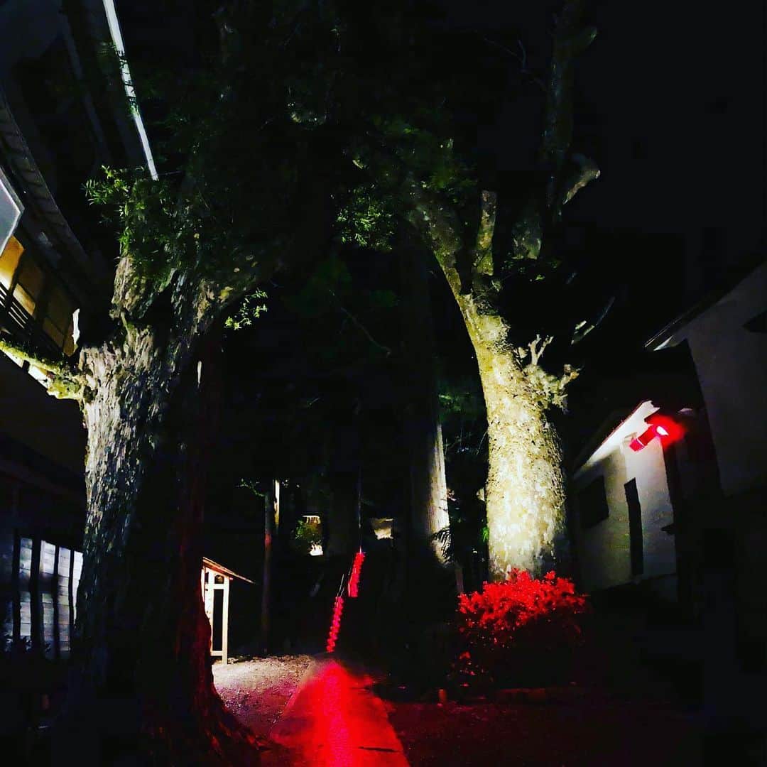 あゆみさんのインスタグラム写真 - (あゆみInstagram)「生命力もらいに森行ってきた  #森　 #木 #あゆくま」4月4日 21時43分 - ayumi_ayumikurikamaki