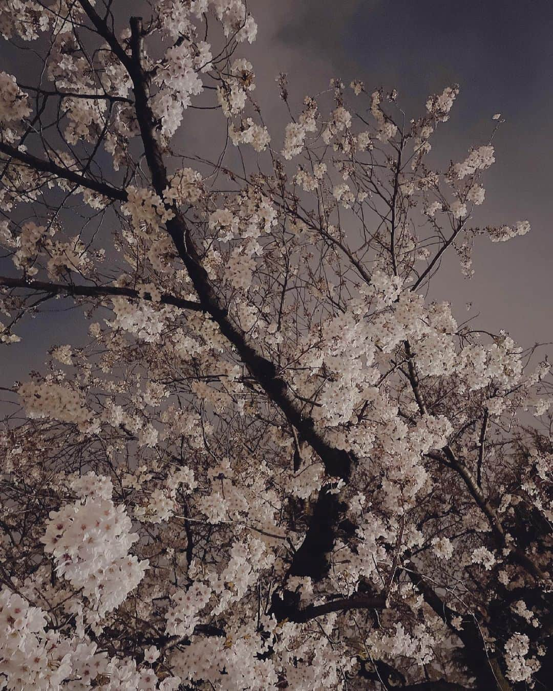 進藤あまねさんのインスタグラム写真 - (進藤あまねInstagram)「春 桜  #桜 #春 #夜桜 #ねすぐらむ」4月4日 22時13分 - amane_shindo_official