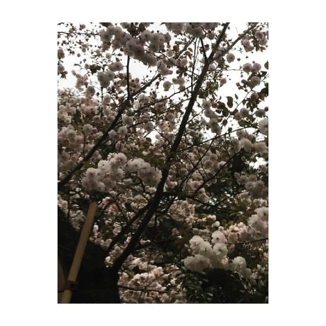 遠藤璃菜のインスタグラム：「レッスン帰りの桜です！ 皆さん桜は見れましたか〜？ 私はお花見はできてないですが、桜は見れましたよ〜！！  二枚目の写真は、このスタンプ使ってみたかったんです､､､！！笑  #桜」