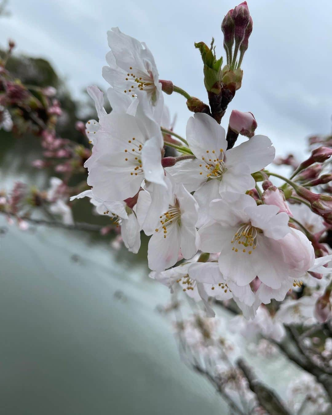 まきさんのインスタグラム写真 - (まきInstagram)「🚶‍♂️🌸  この前お散歩した時。 天気は曇り、、桜もまだ満開じゃなかったけど、今年は春を感じれてよかった〜！  #桜#さくら#sakura#あゆくま#あゆみくりかまき」4月5日 9時00分 - maki_ayumikurikamaki