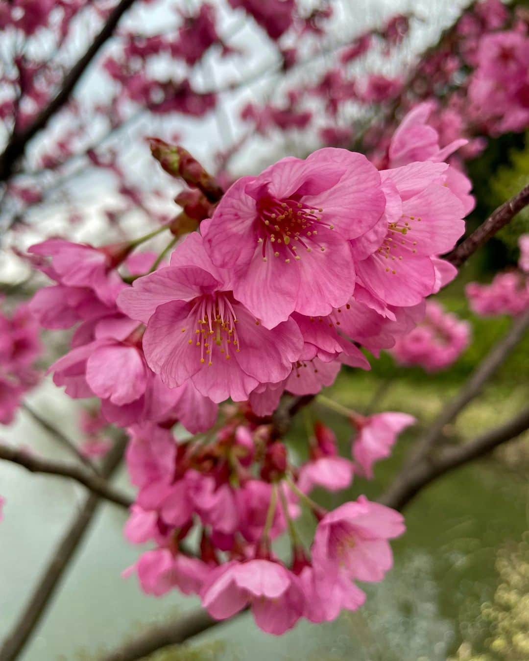 まきさんのインスタグラム写真 - (まきInstagram)「🚶‍♂️🌸  この前お散歩した時。 天気は曇り、、桜もまだ満開じゃなかったけど、今年は春を感じれてよかった〜！  #桜#さくら#sakura#あゆくま#あゆみくりかまき」4月5日 9時00分 - maki_ayumikurikamaki