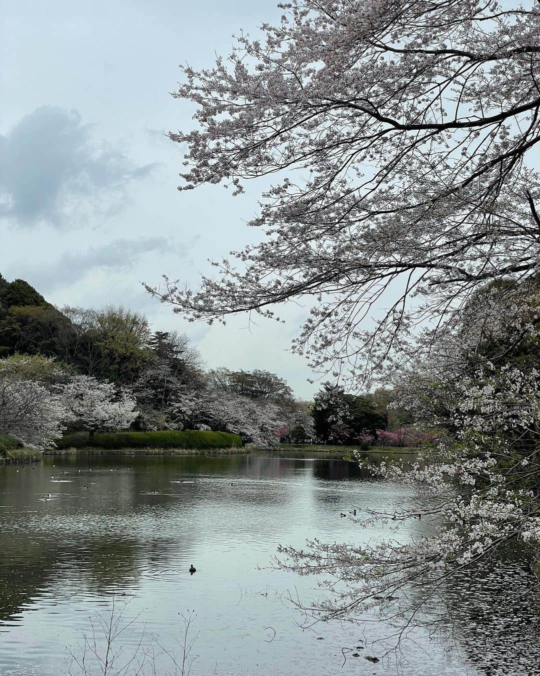 まきのインスタグラム：「🚶‍♂️🌸  この前お散歩した時。 天気は曇り、、桜もまだ満開じゃなかったけど、今年は春を感じれてよかった〜！  #桜#さくら#sakura#あゆくま#あゆみくりかまき」