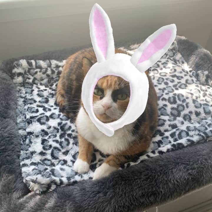 のインスタグラム：「Happy Easter!! 🐰  .  . . #lillycrazyeyes #quarantinelife #catsofinstagram #9gag #calico #instacat #meowstagram #meow #meowdel #instacalico #calicocat #calicocats #cute  #caturdaycuties #calicocatsofinstagram #weekend #sundayfunday #easter #eastersunday #easterbunny #sunday」