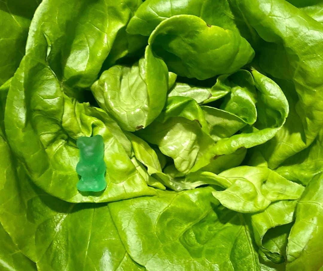 のインスタグラム：「White on rice ならぬ、Green on green candy🍭菜っぱの緑は春の色。  YouTube更新しました。  Twitterでいただいた質問にゆるゆる答える日曜日🍵 youtu.be/RtBIl0q0gEU   #easter #easter2021」