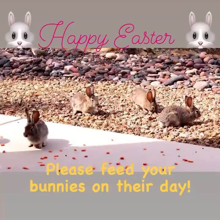 のインスタグラム：「At our garden🐰🐰🐰」