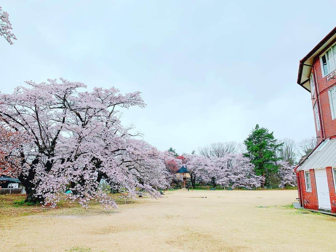 石田ひかりさんのインスタグラム写真 - (石田ひかりInstagram)「ずーっと行ってみたかった清春芸術村へ にちようび、主人が連れて行ってくれました☺️ あいにくの雨になってしまいましたが 満開の桜を愛でることが出来ました🌸☺️🌸☺️🌸 そこに飛び込んできた 池江璃花子ちゃんの素晴らしいニュース🎊🎊🎊🎊🎊 わたしたちの想像をはるかに超える つらい治療を耐え抜いて 「勝つための練習」を頑張って 手に入れた代表内定😭😭😭😭😭 強風で根元からふたつに折れてしまったけれど 新たに根をおろして復活した桜の前から どんな言葉をいくつ使っても伝えきれないほどの おめでとう❣️を お伝えしたいです！ #清春芸術村  #白樺派」4月5日 10時19分 - hikaringo0525