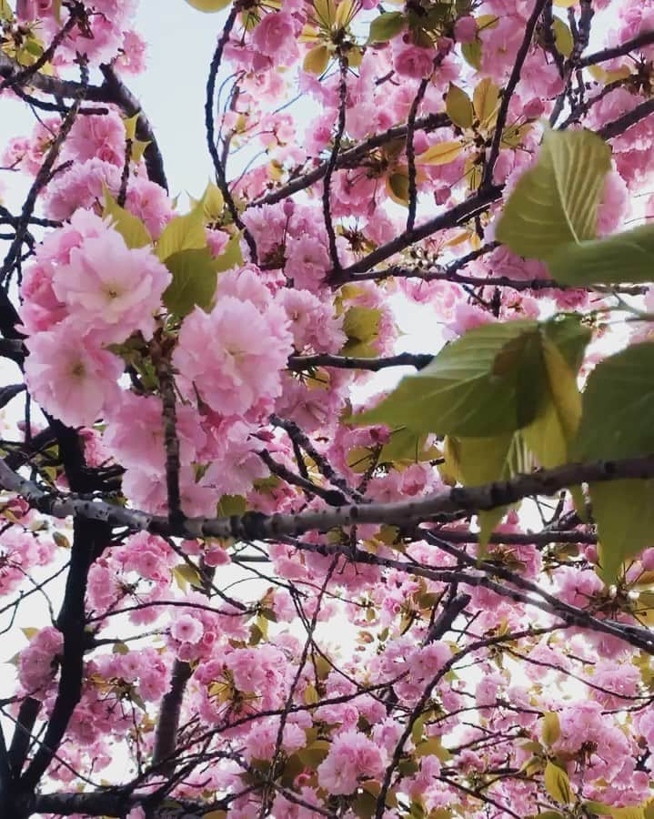 せんだるかのインスタグラム：「🇯🇵♡」