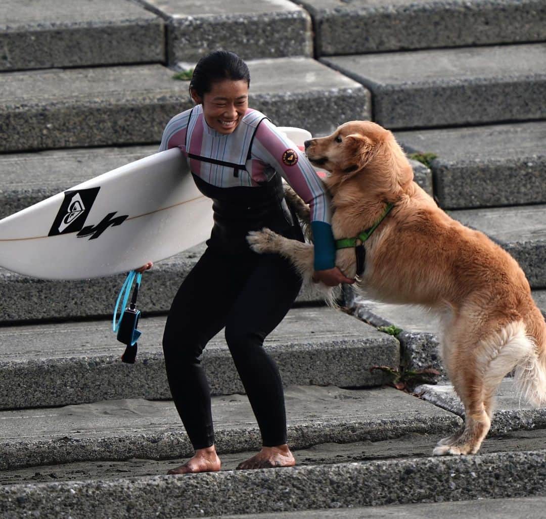 大村 奈央さんのインスタグラム写真 - (大村 奈央Instagram)「迎えにきた〜と思ったら、おそわれた🐶🐶🤸‍♀️ 📸 @cedarmt12  #goldenretriever #dogs #ベルサニ #ゴールデンレトリバー #犬」4月5日 8時09分 - naoomura