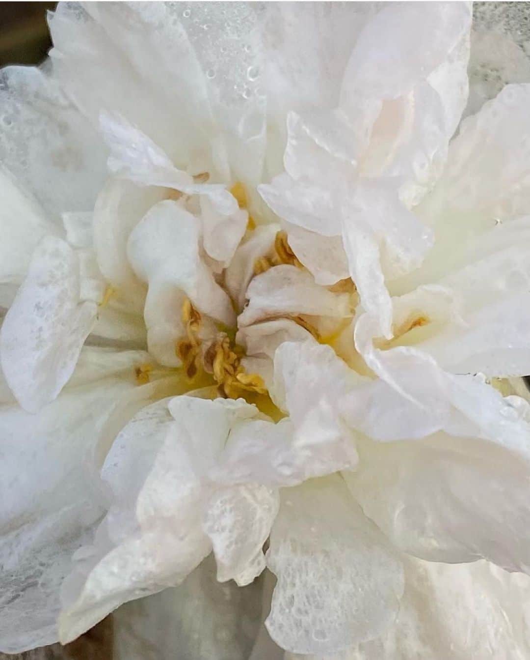 のインスタグラム：「.﻿ 	﻿ ﻿ ‘Meet me...where your world is me, and my world is you' - Perry Poetry﻿ ﻿ @gabiesilveira﻿ ﻿ #mariha #jewelry #kachofugetsu #quotes #inspiration #imageoftheday #マリハ #ジュエリー #花鳥風月 ﻿ ﻿」
