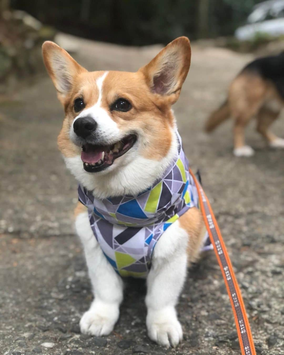 IMALUさんのインスタグラム写真 - (IMALUInstagram)「神社に入れなかった女 #corgi #コーギー #まるまるな女」4月5日 19時02分 - imalu_0919