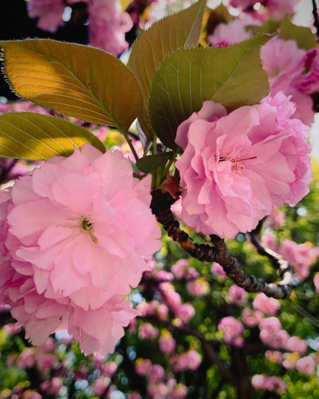 後藤楽々さんのインスタグラム写真 - (後藤楽々Instagram)「これは何桜なんでしょう🌸 濃いピンクのお花が可愛くて 写真を撮ったらなかなか上手く撮れました🌸  今日は花曇りですが、、 もうすぐで桜も散っちゃいそうだな〜  今日から月曜日！ 一緒に1週間頑張ろう🌸  #桜 #写真」4月5日 10時31分 - hahahalalala0723