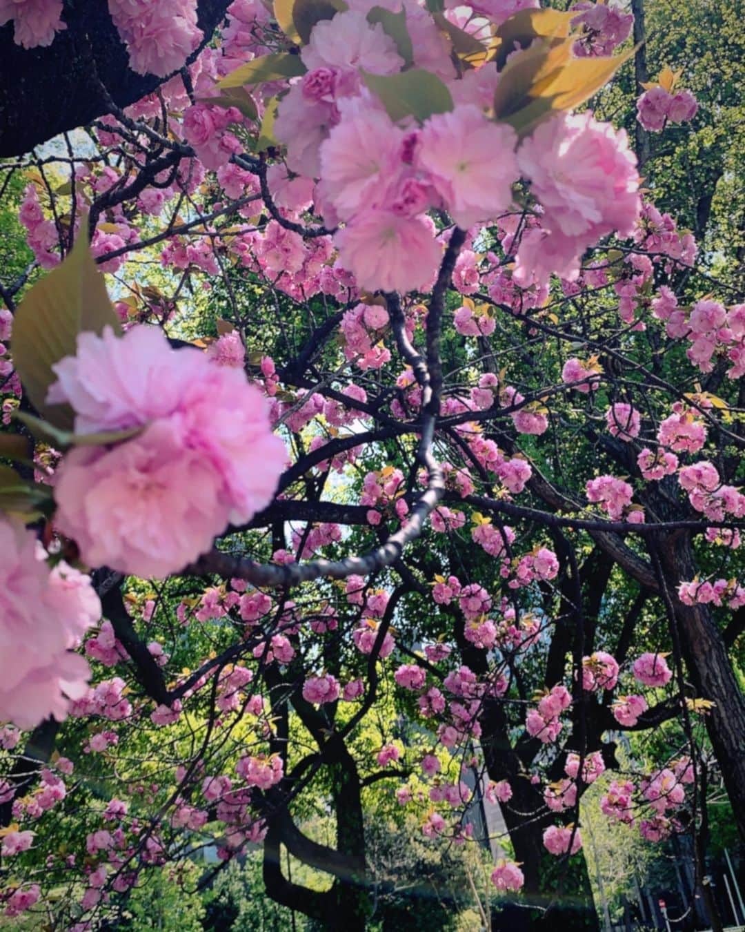 後藤楽々さんのインスタグラム写真 - (後藤楽々Instagram)「これは何桜なんでしょう🌸 濃いピンクのお花が可愛くて 写真を撮ったらなかなか上手く撮れました🌸  今日は花曇りですが、、 もうすぐで桜も散っちゃいそうだな〜  今日から月曜日！ 一緒に1週間頑張ろう🌸  #桜 #写真」4月5日 10時31分 - hahahalalala0723