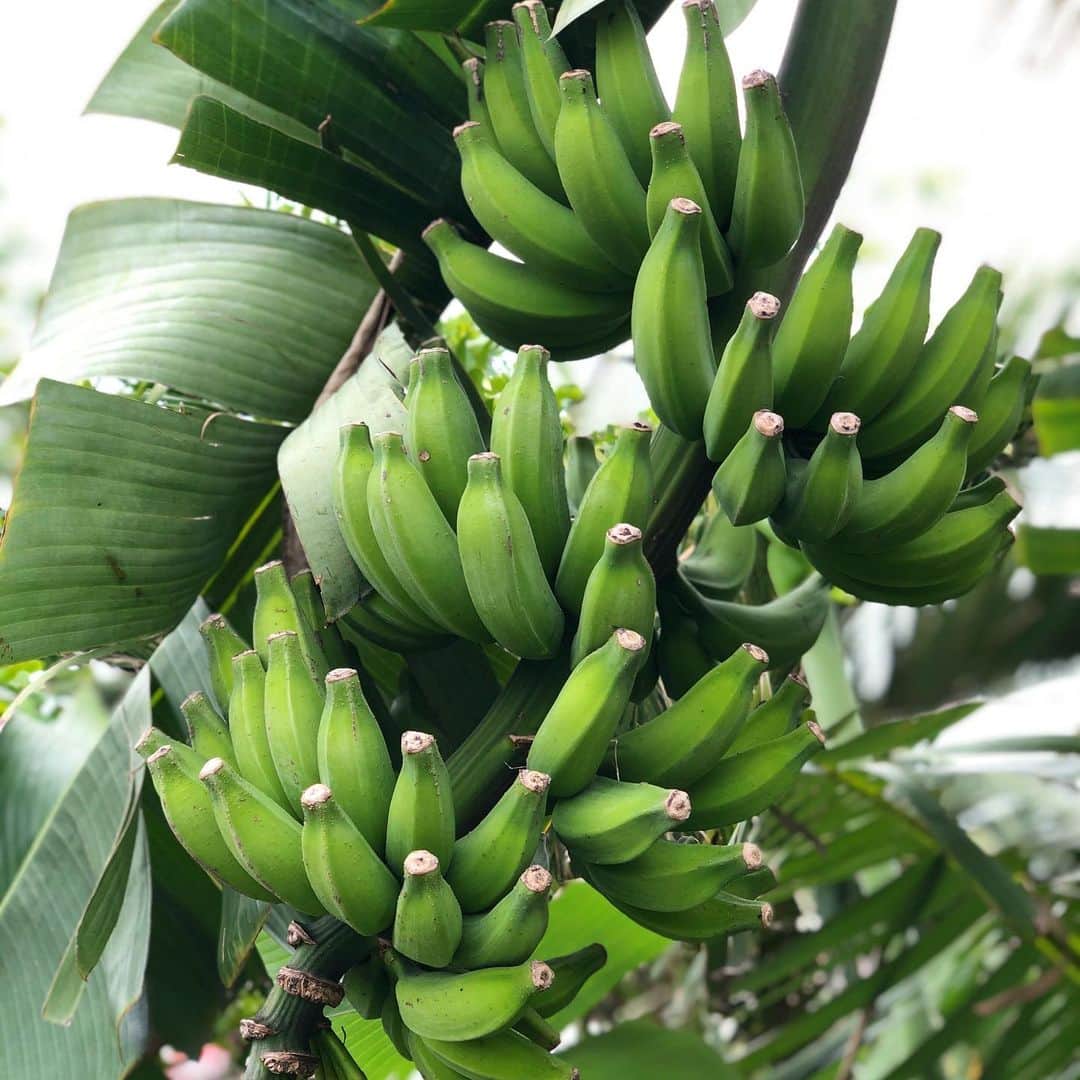 田中律子さんのインスタグラム写真 - (田中律子Instagram)「お庭で育ててるバナナ🍌あ、勝手にスクスクと育ってくれてるバナナ🍌が正しい🤣今年も大量に実ってます🍌🍌🍌🍌🍌  1枚目の写真、この紫の皮みたいな中にバナナがなってて、1枚剥がれると、中からバナナが出てくる😆最初は小さくて細いけど、太陽たっぷり浴びて実が太く成長していく🍌ただ今5本のバナナの木がこのように実をつけてます💛早く大きくなーれ🍌🍌  双雲さん親子が見に来てくれて、バナナや庭の木々を観察🌴🌿 バナナ見た後は、バナナジュース飲みにいきました🍌🐒ウッキー🐒  #okinawa #okinawalife  #beachlife  #banana  #mygarden  #今年も豊作 #バナナ大好き  #サンゴ勉強会 #バナナ勉強会 #自然ってすばらしい  #lifeisbeautiful  #lifestyle」4月5日 10時33分 - ri2kotanaka