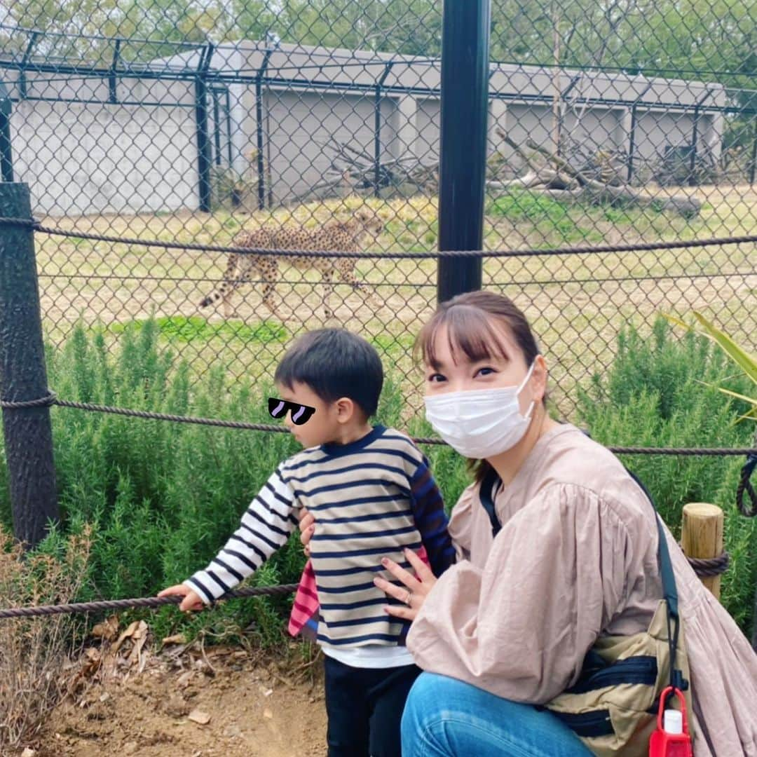 保田圭さんのインスタグラム写真 - (保田圭Instagram)「この間、家族で千葉市動物公園へ行ってきました♡ 『チーターが来たよ〜！撮らなきゃ\(//∇//)\』と慌てて撮った写真。もっと近くにも来てくれたんだけど…なかなかタイミング合わず。笑　#千葉市動物公園  #オススメの動物園です　#息子は写真の時だけマスク外しました〜」4月5日 12時28分 - keiyasuda1206