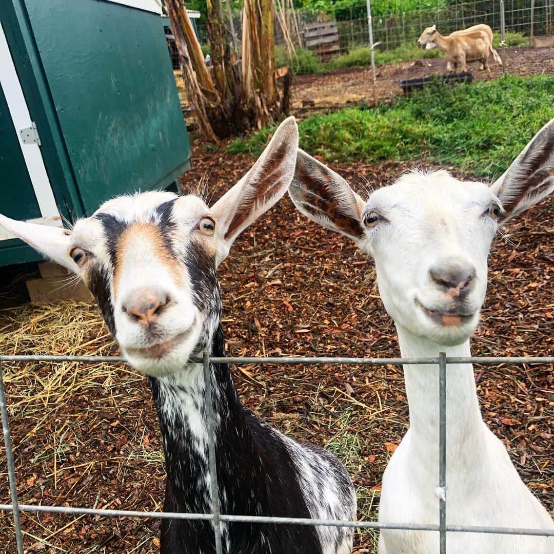 マヤ アリーナのインスタグラム：「These two crack me up. #sistergoats」