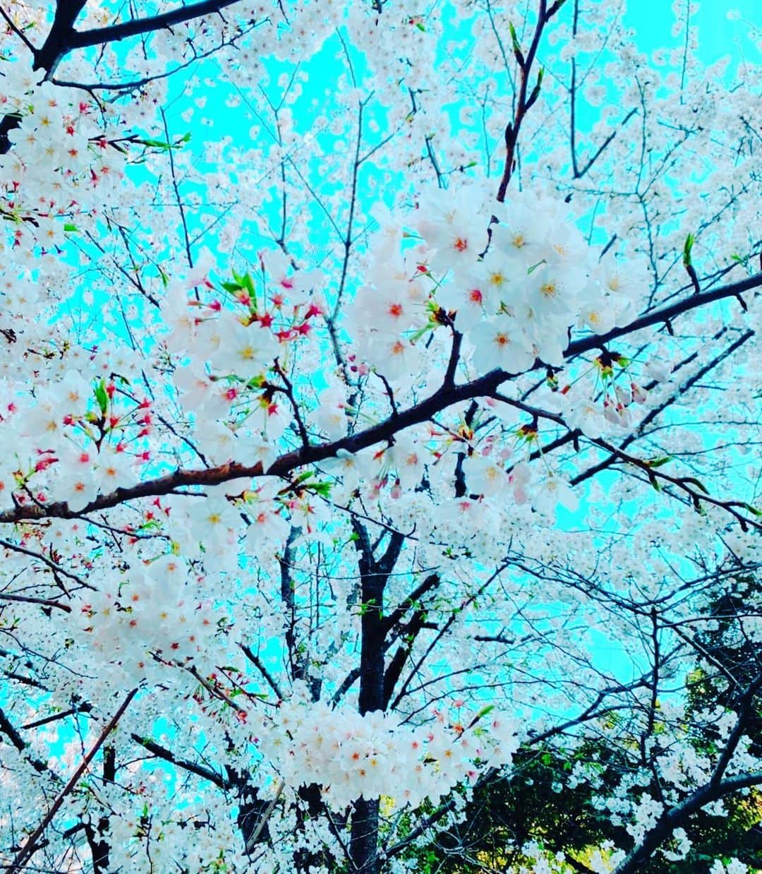 あびる優さんのインスタグラム写真 - (あびる優Instagram)「今年も桜キレイだったね。 バイバイ桜、、🌸🍃 また来年☺️✨🥺  #sakura#cherryblossom#spring#さくら#サクラ#桜」4月5日 12時38分 - yuabiru74