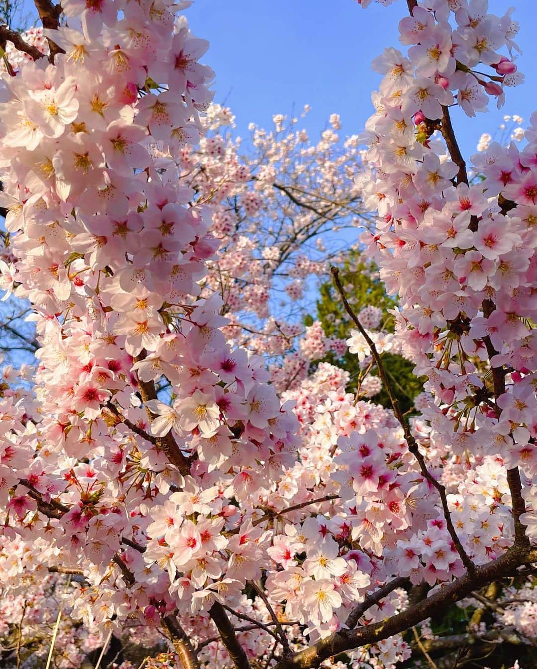 セキユウティンさんのインスタグラム写真 - (セキユウティンInstagram)「今日份新酿的空气，是樱花味的🌸 #さくら」4月5日 13時09分 - shi_yuting35