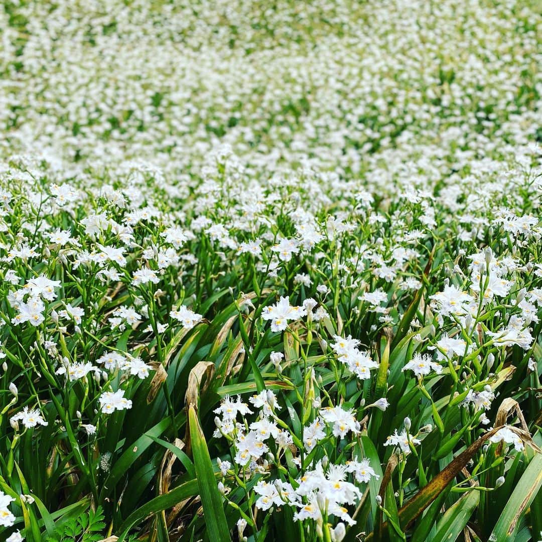 板谷由夏 さんのインスタグラム写真 - (板谷由夏 Instagram)「散歩してたらシャガの群生に遭遇した。 なんだか、あまりにも一面がシャガの花で 夢のようだった。 春は好きだが、心がざわつく。 ゆっくりゆっくり冬眠から目覚めよう。」4月5日 13時30分 - yukaitaya