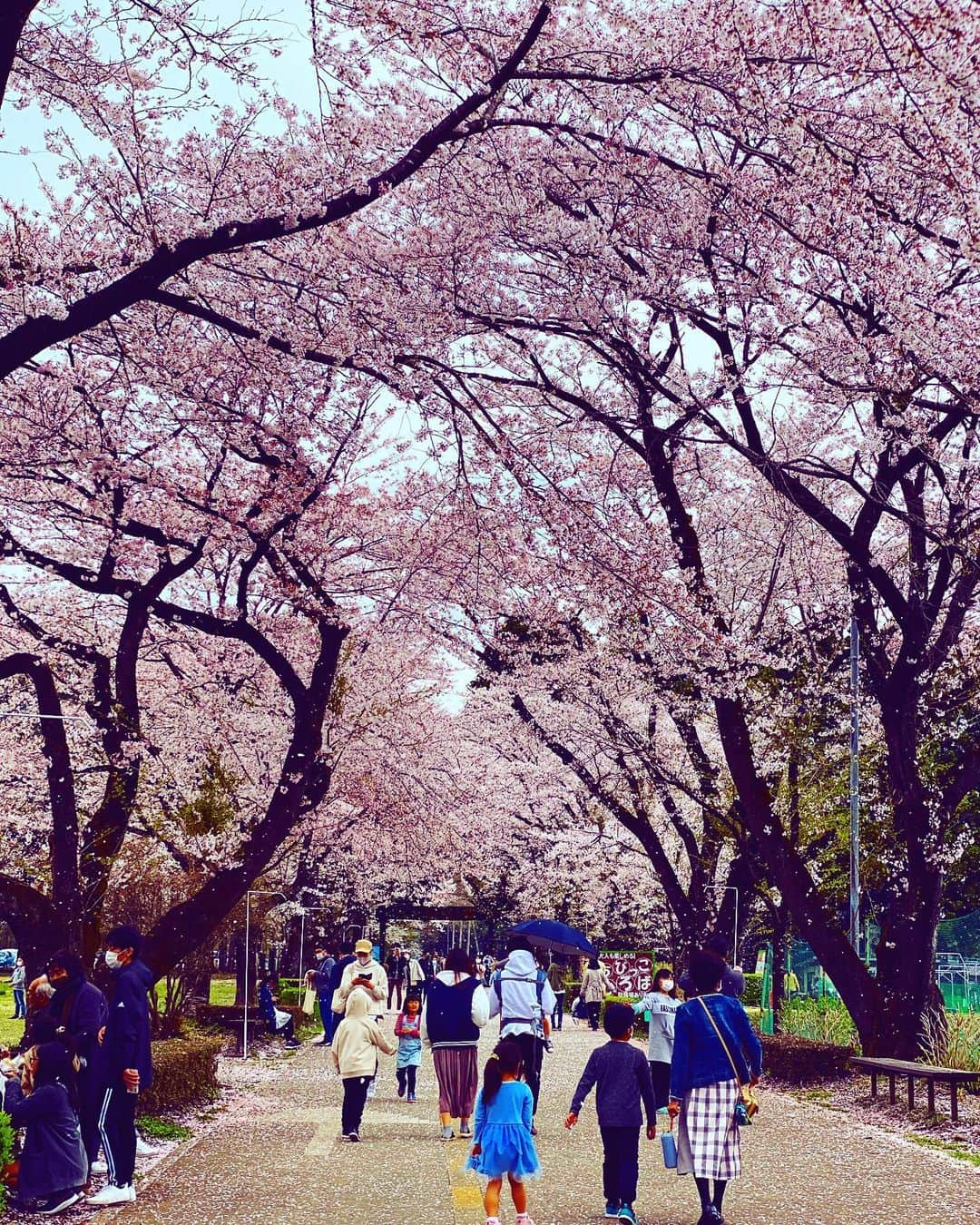 ちゃたさんのインスタグラム写真 - (ちゃたInstagram)「旅行一日目🌸  コロナが流行り昨年は卒園旅行も行けなかったけど、 久しぶりに旅行してきましたぁ！！  久しぶりの旅行一日目は✨桜✨満開の牧場からスタート🐮💕💕💕  #桜 #女子旅 #子供とお出かけ #温泉街 #牧場#🐮 #旅行 #観光地#観光スポット#動物 #触れ合い #旅#タビジョ#遊び場 #花見 #ポートレート #旅行好きな人と繋がりたい #家族の時間 #さくら #sakura #flowers #♨️ #hotspring#子供と旅行#大人旅 #travel#トラベル　#お泊り#japantravel #portrait」4月5日 14時31分 - c.h.a.t.a.13