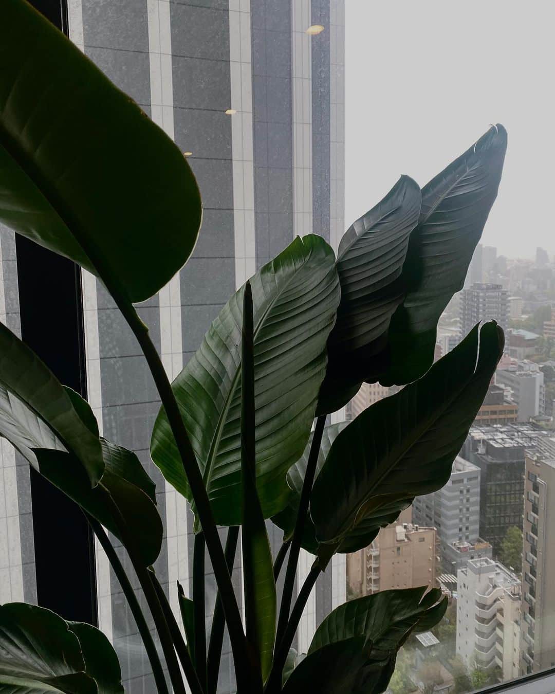 宮本沙恵さんのインスタグラム写真 - (宮本沙恵Instagram)「オーガスタが来た♡ オリーブは集中治療室で治療中🌱 . #リビング#インテリア#観葉植物#オーガスタ#オリーブ#家具」4月5日 14時44分 - saebi
