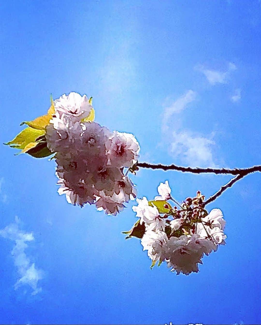 世良公則さんのインスタグラム写真 - (世良公則Instagram)「・・・・・・  まだまだ頑張っている  今日の雨で見納めかな  ・・・・・・  #世良公則 #masanorisera #japanesemusician #japaneseartist #japaneseculture #cherryblossom #springstorm #桜 #日本の美 #japanesebeauty #日本の四季 #季節の風景」4月5日 14時46分 - masanorisera