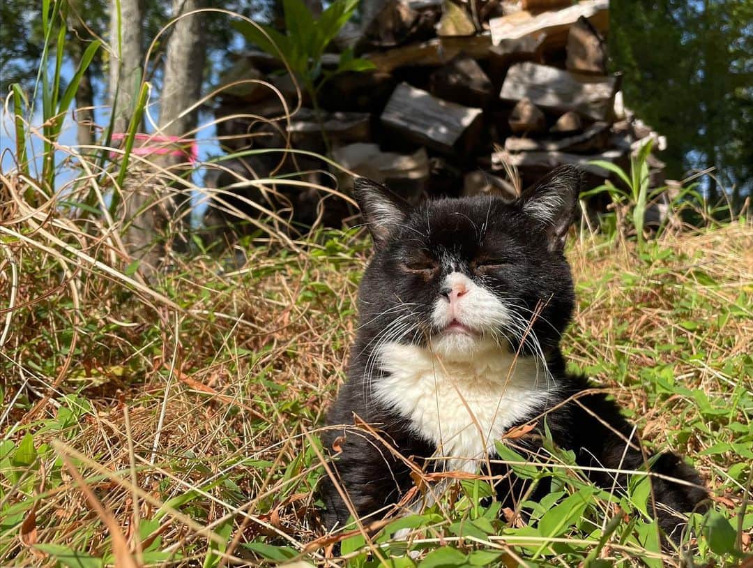 もんたの日常さんのインスタグラム写真 - (もんたの日常Instagram)「最近のお気に入りの場所。 #もんたの日常  #猫好きさんと繋がりたい  #dwarfcat #catstagram #cat #ジト目 #猫」4月5日 15時14分 - montanonichijo