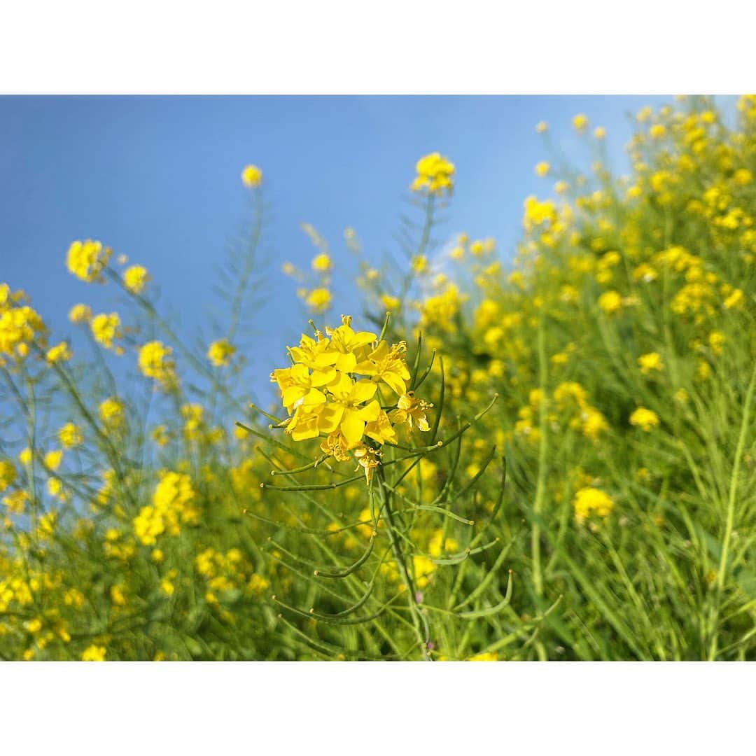 三宿菜々さんのインスタグラム写真 - (三宿菜々Instagram)「桜よりも好きかもしれない菜の花。 凄く綺麗だし、美味しそう☺️笑 #菜の花 #おひたし #食べかけ」4月5日 15時54分 - mishuku_nana