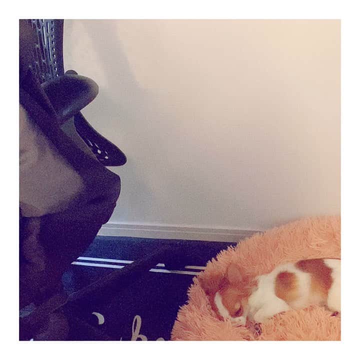 黒川沙良のインスタグラム：「無防備なベイビー可愛すぎるからー🥺🤍💕 @vivi_and_sala  #Chihuahua #chihuahualove #chihuahualife #chihuahuastagram #chihuahualove #chihuahualife #chihuahuastagram#puppylove #doglife #puppygram #Chihuahuagirl #Chihuahuastagram #dogstagram #Chihuahualove #Chihuahua #Chihuahualife」