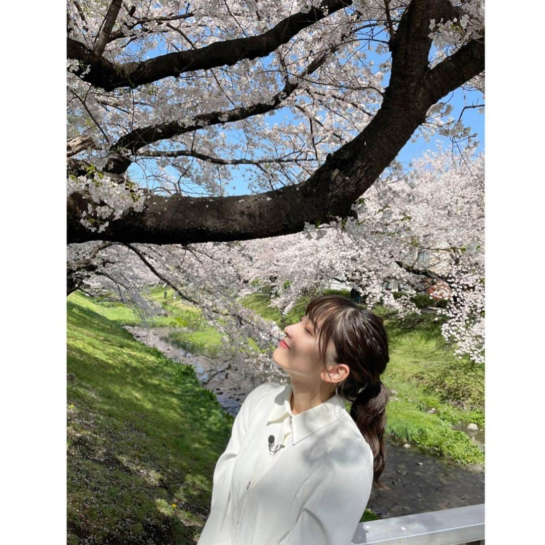 速瀬愛さんのインスタグラム写真 - (速瀬愛Instagram)「･ ･ ･ もう桜散ってきたね〜🌸٭❀*  コジドライブのロケで 児嶋さんと先輩リポーターの松元絵里花さんが撮ってくださった写真!!!めちゃくちゃお気に入りなんです(´﹀｀)  みんながDMやコメントに送ってくれた感想全部じっくり読ませてもらいました!!! 沢山のメッセージ嬉しいですありがとうございます！  TBS FREEやTVerで 『王様のブランチ』コジドライブの見逃し配信しているので、是非チェックしてみて下さいね〜🧚‍♀️ ･  #王様のブランチ  #桜」4月5日 17時22分 - ai_hayase_official