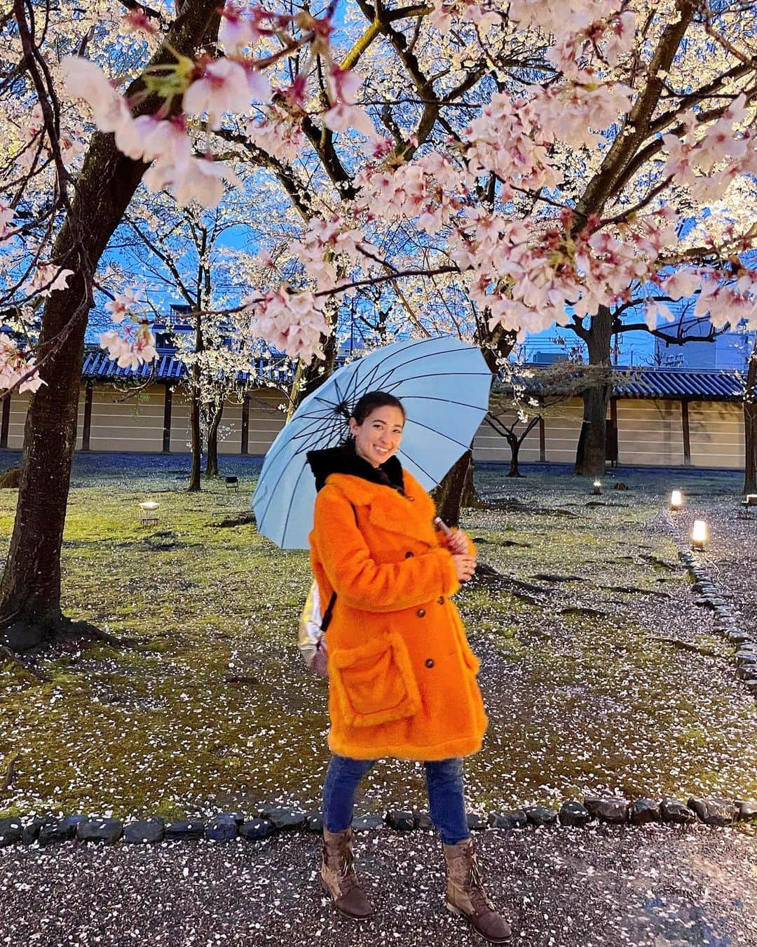 メロディー洋子さんのインスタグラム写真 - (メロディー洋子Instagram)「Night Sakura ♪(🌸◡🌸)♪」4月5日 17時23分 - melody.yoko