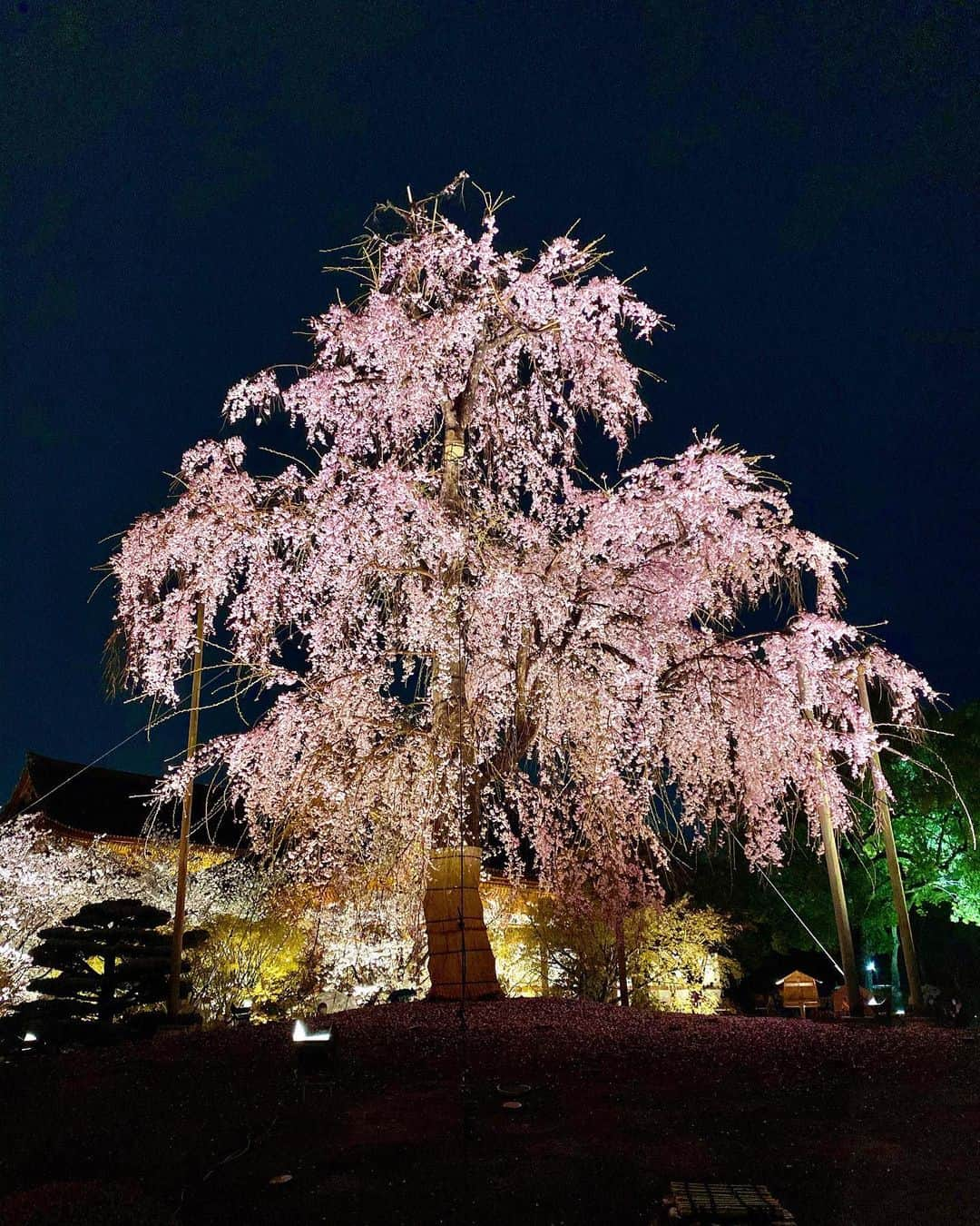 メロディー洋子さんのインスタグラム写真 - (メロディー洋子Instagram)「Night Sakura ♪(🌸◡🌸)♪」4月5日 17時23分 - melody.yoko