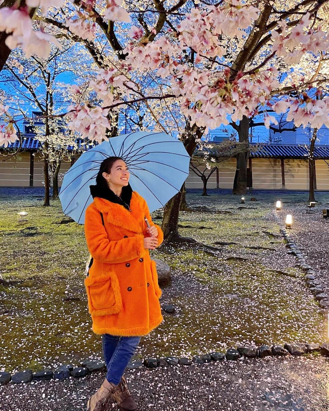 メロディー洋子のインスタグラム：「Night Sakura ♪(🌸◡🌸)♪」