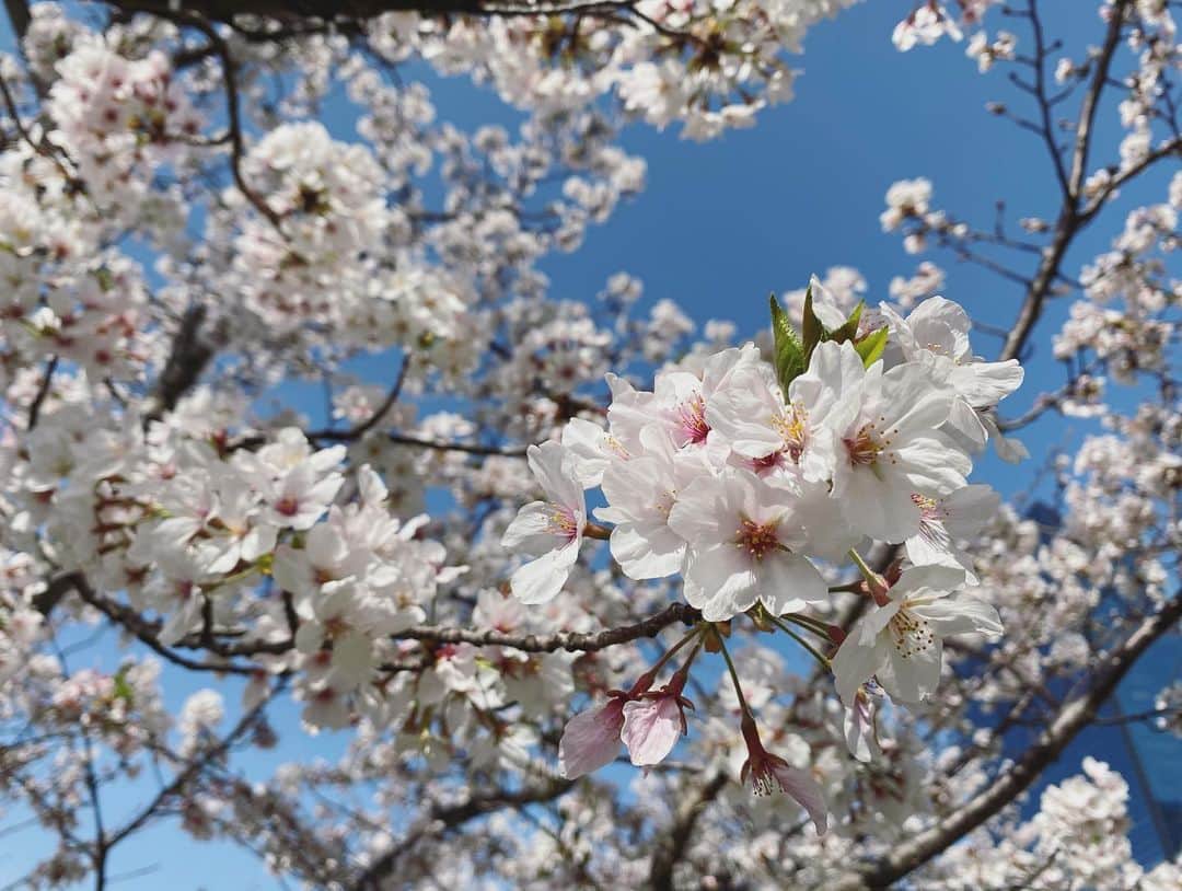 武田訓佳さんのインスタグラム写真 - (武田訓佳Instagram)「🌸 ・ ちらほら葉桜が見えてきたね。 ・ 今年はうららかなお天気のもとで お花見もできました☺️ 歩きながら時々写真を撮って、また歩いて… 十分満喫できるね🤍 ・ ・ 3枚目以降は載せ忘れていた先週の。 ytv前の絶景をおすそ分け🤲🏻🌸🌸🌸 ・ ・ いうてる間に暑くなるんだろなぁ〜👒 ・ ・ ・ #たけだの日常 #春 #お花見 #るんるん #花を愛でる #心の浄化 #癒 #🌸 #あったかくなってきたねぇ #と言いつつ #春コートの中にインナーダウン #着てます #春のお天気コーナーあるある #え #わたしだけ？ #出番以外ストーブとお友だち #え #わたしだけなん？」4月5日 19時41分 - kunika0117