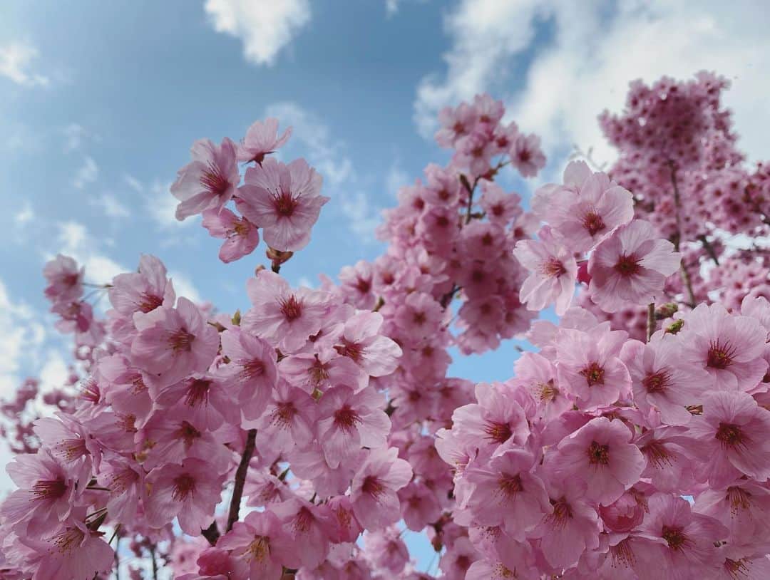 武田訓佳さんのインスタグラム写真 - (武田訓佳Instagram)「🌸 ・ ちらほら葉桜が見えてきたね。 ・ 今年はうららかなお天気のもとで お花見もできました☺️ 歩きながら時々写真を撮って、また歩いて… 十分満喫できるね🤍 ・ ・ 3枚目以降は載せ忘れていた先週の。 ytv前の絶景をおすそ分け🤲🏻🌸🌸🌸 ・ ・ いうてる間に暑くなるんだろなぁ〜👒 ・ ・ ・ #たけだの日常 #春 #お花見 #るんるん #花を愛でる #心の浄化 #癒 #🌸 #あったかくなってきたねぇ #と言いつつ #春コートの中にインナーダウン #着てます #春のお天気コーナーあるある #え #わたしだけ？ #出番以外ストーブとお友だち #え #わたしだけなん？」4月5日 19時41分 - kunika0117