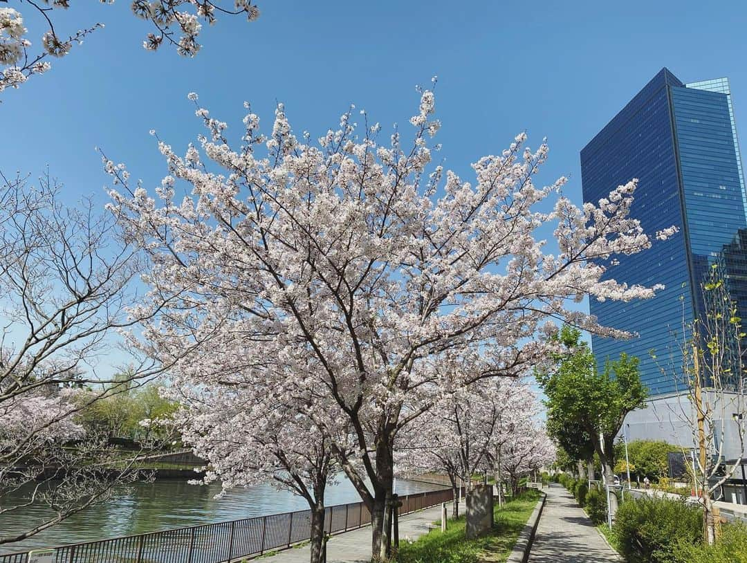 武田訓佳さんのインスタグラム写真 - (武田訓佳Instagram)「🌸 ・ ちらほら葉桜が見えてきたね。 ・ 今年はうららかなお天気のもとで お花見もできました☺️ 歩きながら時々写真を撮って、また歩いて… 十分満喫できるね🤍 ・ ・ 3枚目以降は載せ忘れていた先週の。 ytv前の絶景をおすそ分け🤲🏻🌸🌸🌸 ・ ・ いうてる間に暑くなるんだろなぁ〜👒 ・ ・ ・ #たけだの日常 #春 #お花見 #るんるん #花を愛でる #心の浄化 #癒 #🌸 #あったかくなってきたねぇ #と言いつつ #春コートの中にインナーダウン #着てます #春のお天気コーナーあるある #え #わたしだけ？ #出番以外ストーブとお友だち #え #わたしだけなん？」4月5日 19時41分 - kunika0117