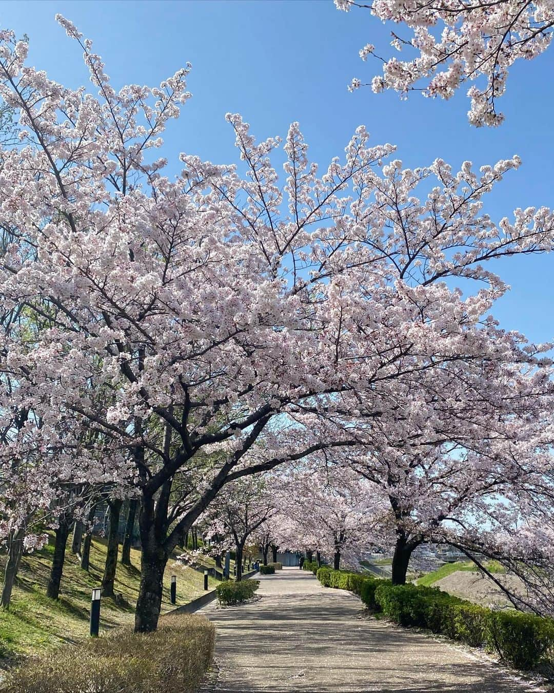 王子咲希(saki ouji)さんのインスタグラム写真 - (王子咲希(saki ouji)Instagram)「.  家の近くの桜🌸🌸🌸 お花見っていうのはできなかったけど 散歩コースでも十分桜楽しめた🐶💕 .」4月5日 21時17分 - sakiouji