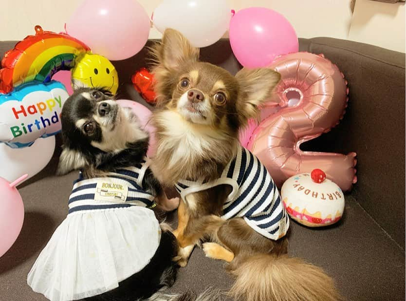 佐藤彩香さんのインスタグラム写真 - (佐藤彩香Instagram)「・ ・ ・ 今日はロシェ🐶の誕生日🎂 2歳おめでとう🎉！！ ・ 最近は嬉しい事もあって 色々楽しみだなあ😊⭐️ ・ 元気で楽しい一年にしてね😆 ・ 相変わらず写真は嫌いで 無表情なロシェとショコラ🤣笑 せっかくお揃いの服着て可愛いのに〜😂 ・ ケーキは今回も手作り🎂 美味しそうに食べてくれてよかった🍴 ・ ・ #誕生日 #2歳 #ロシェ #happybirthday #チワワ」4月5日 21時47分 - ayaka_01_sato