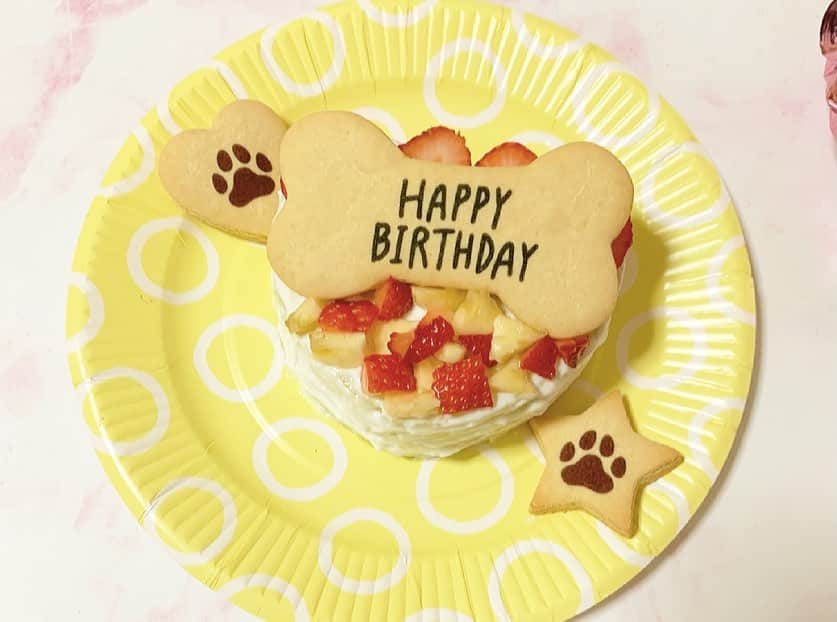 佐藤彩香さんのインスタグラム写真 - (佐藤彩香Instagram)「・ ・ ・ 今日はロシェ🐶の誕生日🎂 2歳おめでとう🎉！！ ・ 最近は嬉しい事もあって 色々楽しみだなあ😊⭐️ ・ 元気で楽しい一年にしてね😆 ・ 相変わらず写真は嫌いで 無表情なロシェとショコラ🤣笑 せっかくお揃いの服着て可愛いのに〜😂 ・ ケーキは今回も手作り🎂 美味しそうに食べてくれてよかった🍴 ・ ・ #誕生日 #2歳 #ロシェ #happybirthday #チワワ」4月5日 21時47分 - ayaka_01_sato