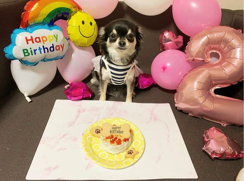 佐藤彩香さんのインスタグラム写真 - (佐藤彩香Instagram)「・ ・ ・ 今日はロシェ🐶の誕生日🎂 2歳おめでとう🎉！！ ・ 最近は嬉しい事もあって 色々楽しみだなあ😊⭐️ ・ 元気で楽しい一年にしてね😆 ・ 相変わらず写真は嫌いで 無表情なロシェとショコラ🤣笑 せっかくお揃いの服着て可愛いのに〜😂 ・ ケーキは今回も手作り🎂 美味しそうに食べてくれてよかった🍴 ・ ・ #誕生日 #2歳 #ロシェ #happybirthday #チワワ」4月5日 21時47分 - ayaka_01_sato