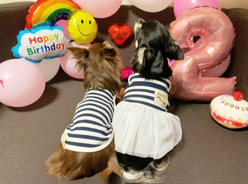 佐藤彩香さんのインスタグラム写真 - (佐藤彩香Instagram)「・ ・ ・ 今日はロシェ🐶の誕生日🎂 2歳おめでとう🎉！！ ・ 最近は嬉しい事もあって 色々楽しみだなあ😊⭐️ ・ 元気で楽しい一年にしてね😆 ・ 相変わらず写真は嫌いで 無表情なロシェとショコラ🤣笑 せっかくお揃いの服着て可愛いのに〜😂 ・ ケーキは今回も手作り🎂 美味しそうに食べてくれてよかった🍴 ・ ・ #誕生日 #2歳 #ロシェ #happybirthday #チワワ」4月5日 21時47分 - ayaka_01_sato