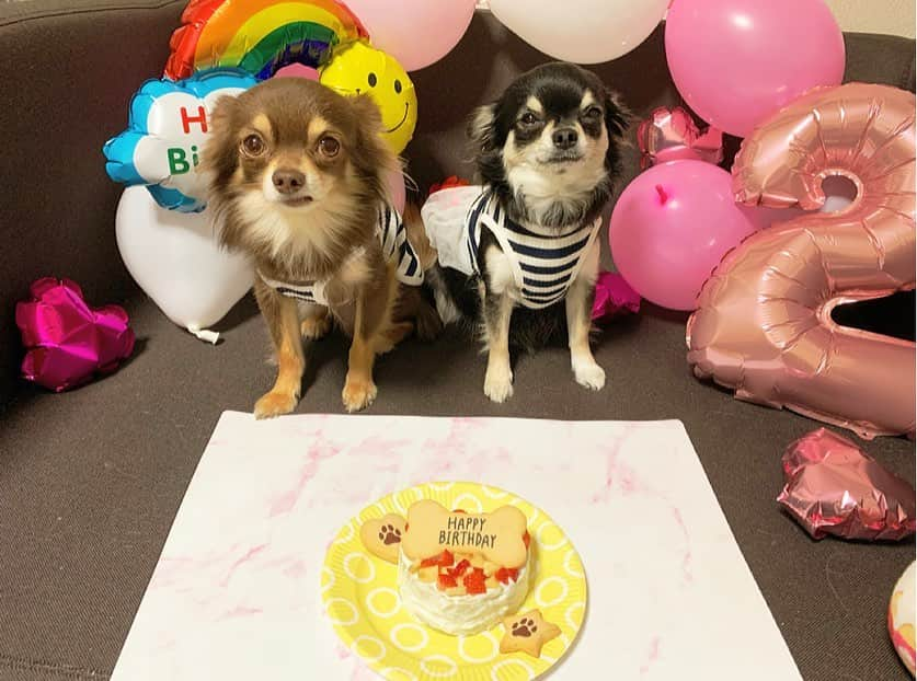 佐藤彩香さんのインスタグラム写真 - (佐藤彩香Instagram)「・ ・ ・ 今日はロシェ🐶の誕生日🎂 2歳おめでとう🎉！！ ・ 最近は嬉しい事もあって 色々楽しみだなあ😊⭐️ ・ 元気で楽しい一年にしてね😆 ・ 相変わらず写真は嫌いで 無表情なロシェとショコラ🤣笑 せっかくお揃いの服着て可愛いのに〜😂 ・ ケーキは今回も手作り🎂 美味しそうに食べてくれてよかった🍴 ・ ・ #誕生日 #2歳 #ロシェ #happybirthday #チワワ」4月5日 21時47分 - ayaka_01_sato