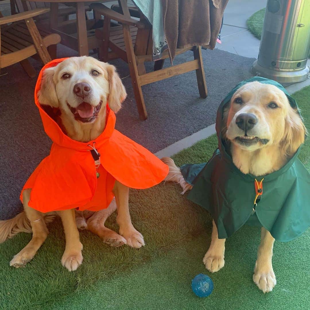 ダニエル・ヘニーさんのインスタグラム写真 - (ダニエル・ヘニーInstagram)「New raincoats for the pups!」4月5日 22時17分 - danielhenney