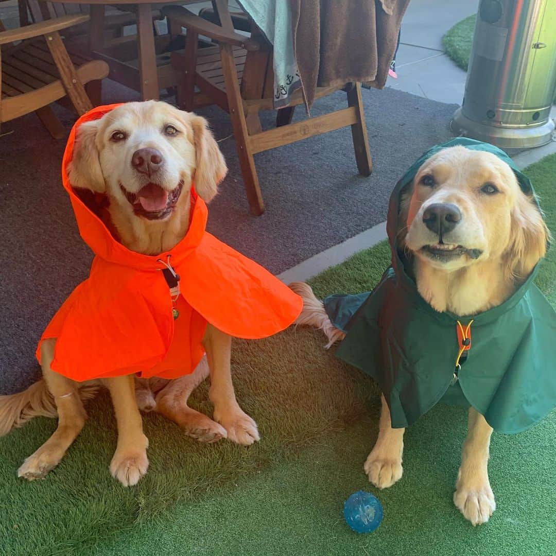 のインスタグラム：「New raincoats for the pups!」