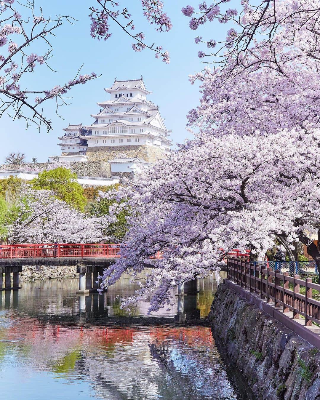 Najiiのインスタグラム：「Bloom - - 桜 - - #instagramjapan #tokyo_grapher  #tokyocameraclub #東京カメラ部 #mycanon #canonasia #lovers_nippon #pics_jp #visitjapanjp #unknownjapan #thediscoverer #sakura #cherrytree #blossom #桜 #eos #my_eos_photo  #himeji #姫路 #姫路城」