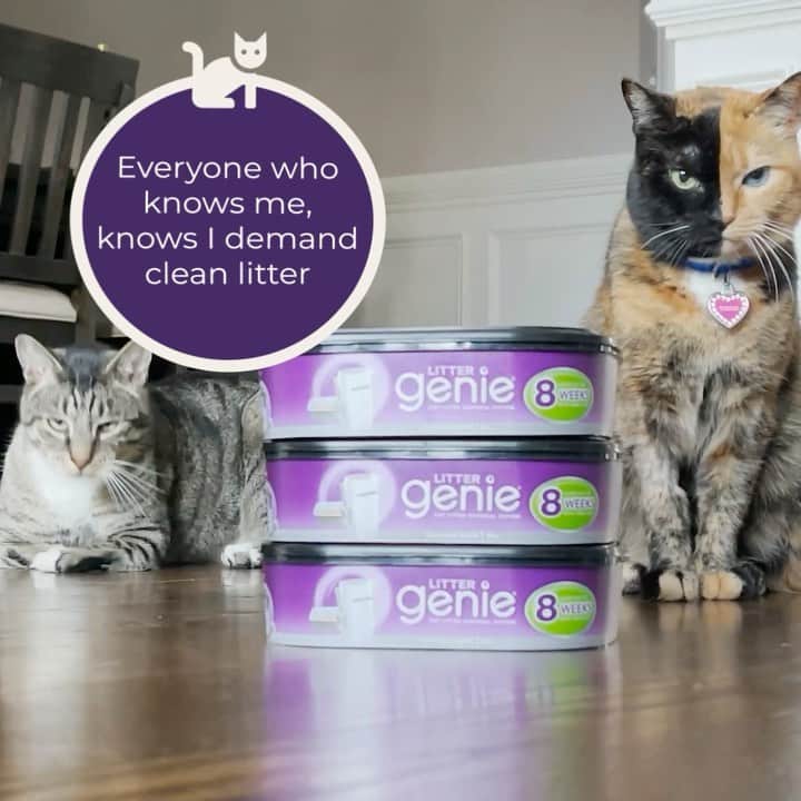 Venus Cat のインスタグラム：「I love Litter Genie! 💜 It helps keep my litter box clean and my home odor-free!  To learn more about Litter Genie and, for a chance to win $1,000 for you PLUS $1,000 for a shelter or rescue of your choice, click the link in the @littergenie bio. 😺 Venus #LovesLitterGenie #sponsored」